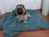 Pofuduk Shihtzu