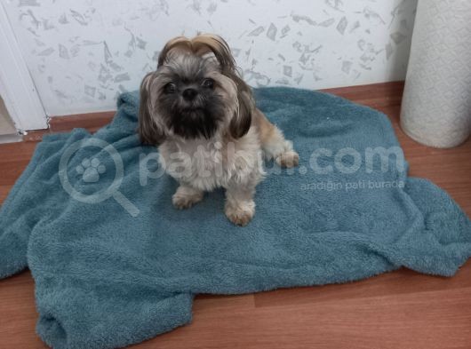 Pofuduk Shihtzu görsel