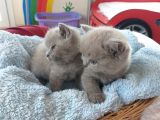 Orijinal British Shorthair Yavrularımız Yuvalarını Arıyor