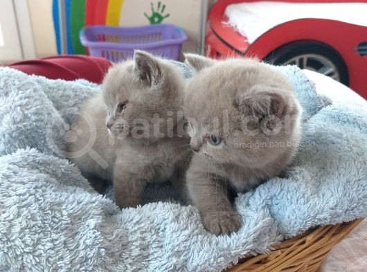 Orijinal British Shorthair Yavrularımız Yuvalarını Arıyor görsel