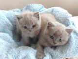 Orijinal British Shorthair Yavrularımız Yuvalarını Arıyor