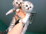 Scotish Fold Silver Tabby Yavrular Yuvasını Arıyor