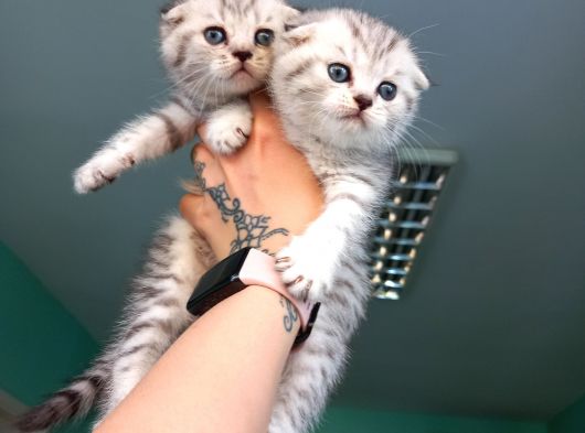 Scotish Fold Silver Tabby Yavrular Yuvasını Arıyor görsel
