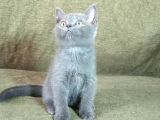 Scottish Fold Ve British Shorthair Yavrularımızı Sahiplendiriyoruz