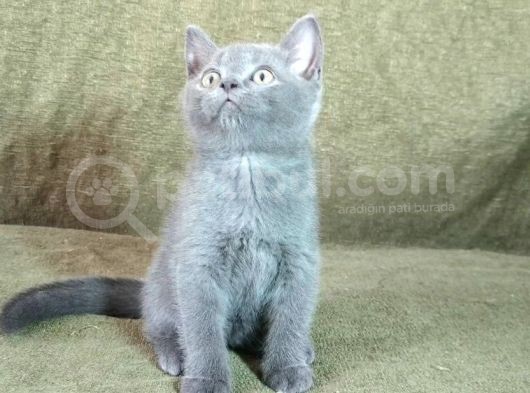 Scottish Fold Ve British Shorthair Yavrularımızı Sahiplendiriyoruz görsel