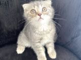3 Aylık Scottish Fold Erkek