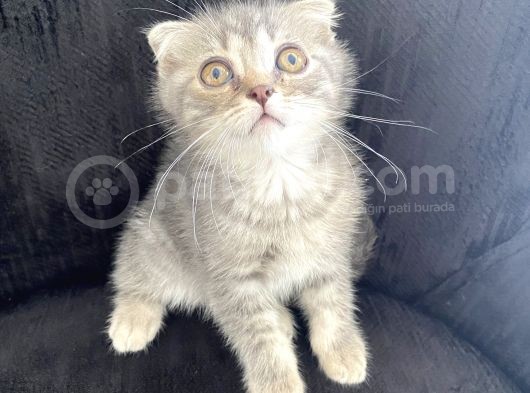 3 Aylık Scottish Fold Erkek görsel