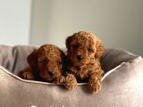 Anna Altından Safkan Redbrown Toypoodle