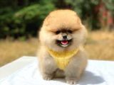 Pomeranian Boo Teddy Face Erkek Yavrularımız