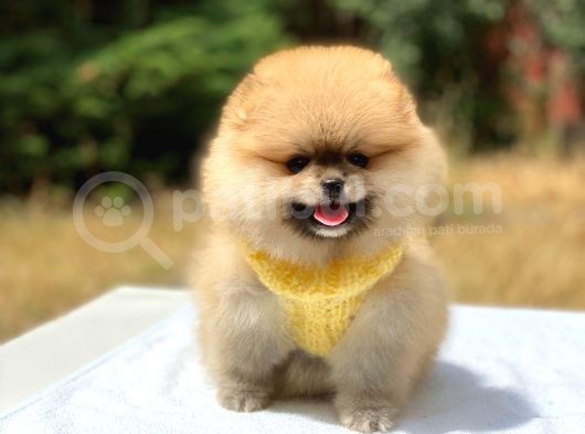Pomeranian Boo Teddy Face Erkek Yavrularımız görsel