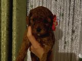 Toypoodle Dişi Yavrularımız