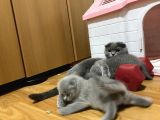 Ev Üreti̇mi̇ Bebek Yüz 0 Kulak Scoti̇sh Bebekleri̇mi̇z