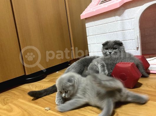 Ev Üreti̇mi̇ Bebek Yüz 0 Kulak Scoti̇sh Bebekleri̇mi̇z görsel