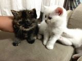 British Shorthair Beyaz Yavru Kedi Ve Özel Renk Yavru Kedi
