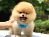 Pomeranian Boo Teddy Face Erkek Yavrularımız