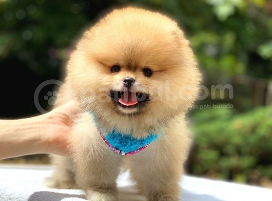 Pomeranian Boo Teddy Face Erkek Yavrularımız görsel