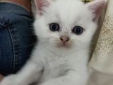 British Shorthair Beyaz Yavru Kedi Ve Özel Renk Yavru Kedi