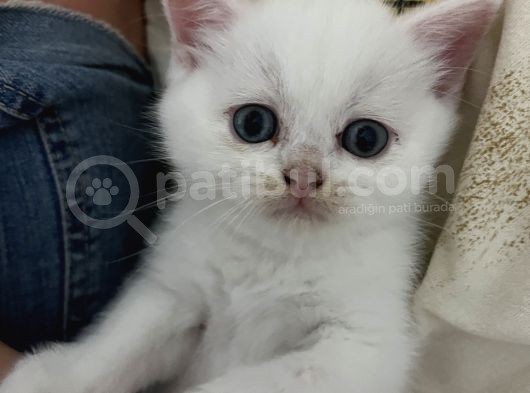 British Shorthair Beyaz Yavru Kedi Ve Özel Renk Yavru Kedi görsel