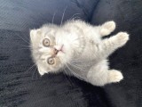 3 Aylık Scottish Fold Erkek