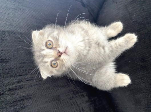 3 Aylık Scottish Fold Erkek görsel