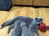 Ev Üreti̇mi̇ Bebek Yüz 0 Kulak Scoti̇sh Bebekleri̇mi̇z