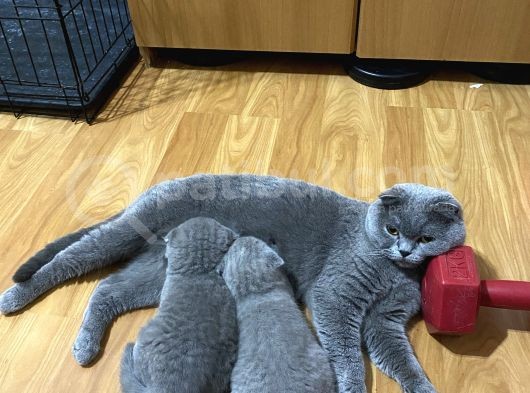 Ev Üreti̇mi̇ Bebek Yüz 0 Kulak Scoti̇sh Bebekleri̇mi̇z görsel