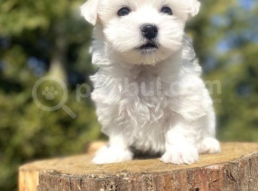 Orji̇nal Maltese Terri̇er Bebekler görsel