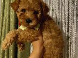 Toypoodle Dişi Yavrularımız