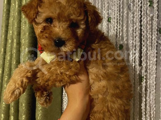 Toypoodle Dişi Yavrularımız görsel