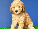 Teacup Toy Poodle