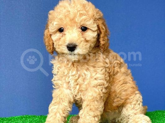 Teacup Toy Poodle görsel