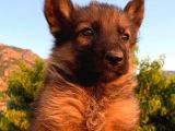 Irk Garanti̇li̇ Safkan Alman Kurdu Yavrulari