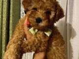 Toypoodle Dişi Yavrularımız