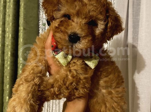 Toypoodle Dişi Yavrularımız görsel