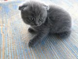 Anne Baba Orjinal Scottish Fold Yavruları