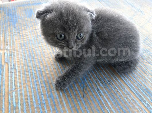 Anne Baba Orjinal Scottish Fold Yavruları görsel