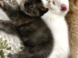 British Shorthair Beyaz Yavru Kedi Ve Özel Renk Yavru Kedi