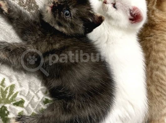 British Shorthair Beyaz Yavru Kedi Ve Özel Renk Yavru Kedi görsel