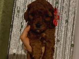 ToyPoodle Dişi Yavrularımız