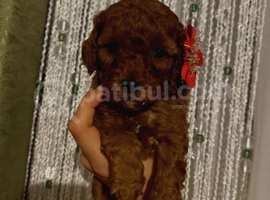 Toypoodle Dişi Yavrularımız