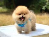 Pomeranian Boo Teddy Face Erkek Yavrularımız