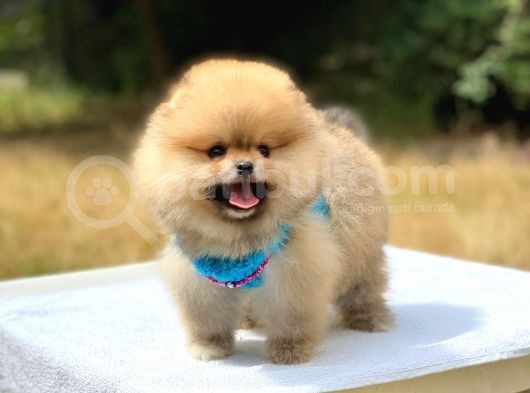 Pomeranian Boo Teddy Face Erkek Yavrularımız görsel
