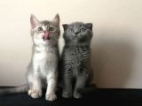 Scottish Fold ve British Shorthair Yavrularımızı Sahiplendiriyoruz