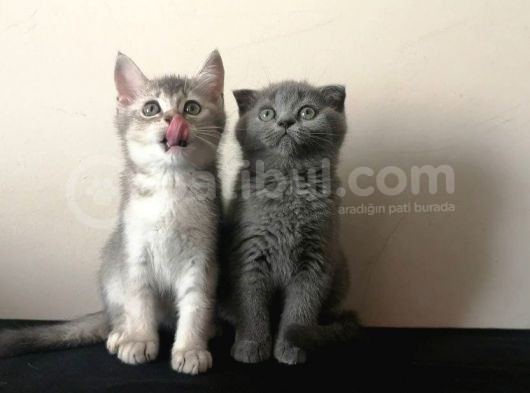 Scottish Fold Ve British Shorthair Yavrularımızı Sahiplendiriyoruz