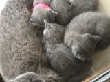 Anne Baba Orjinal Scottish Fold Yavruları