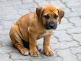 Boerboel Yavru