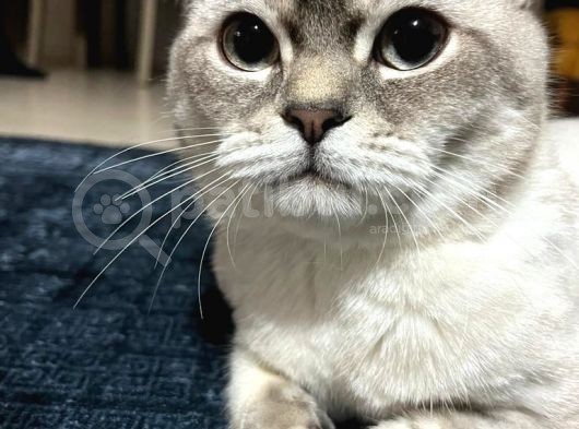 British Shorthair görsel