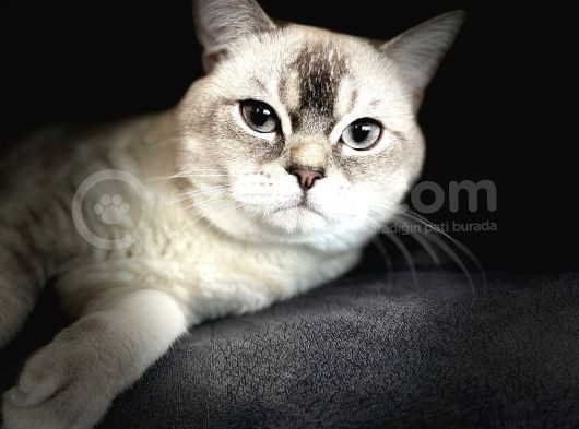 British Shorthair görsel