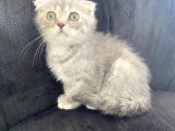3 Aylık Scottish Fold Erkek