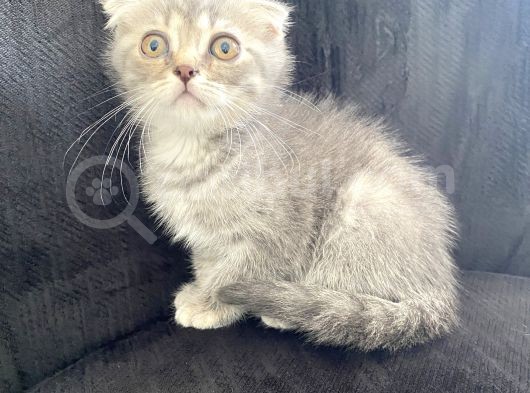 3 Aylık Scottish Fold Erkek görsel